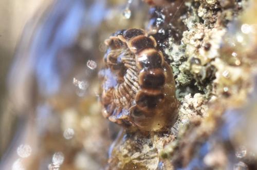 Réf. 330 316 : Oxidus gracilis